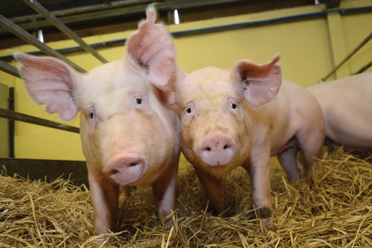 PRRS-resistant pigs developed at the Roslin Institute.webp
