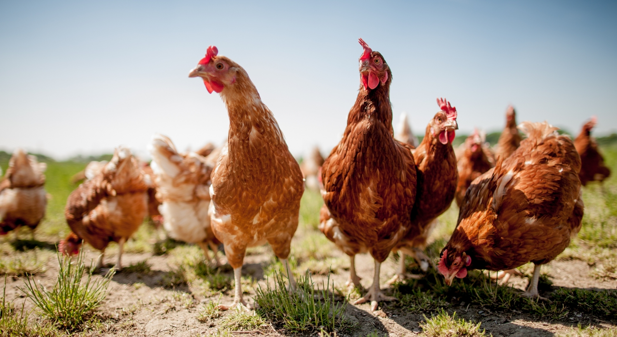 Gene-edited chickens take significant step in fight against bird flu