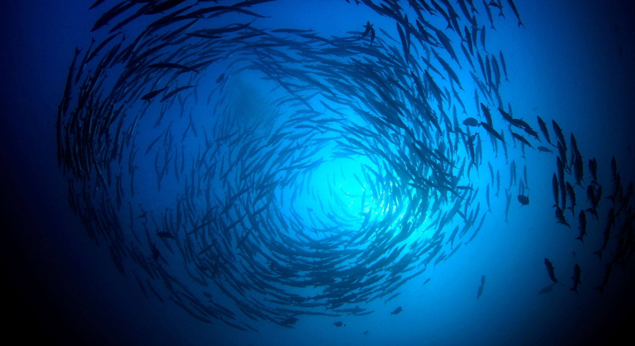 Startup MiAlgae announced a finalist in Earthshot global environmental prize