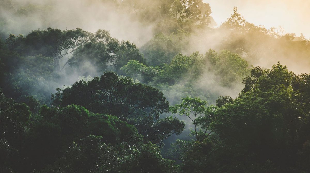 COP30: Innovators shaping a greener tomorrow
