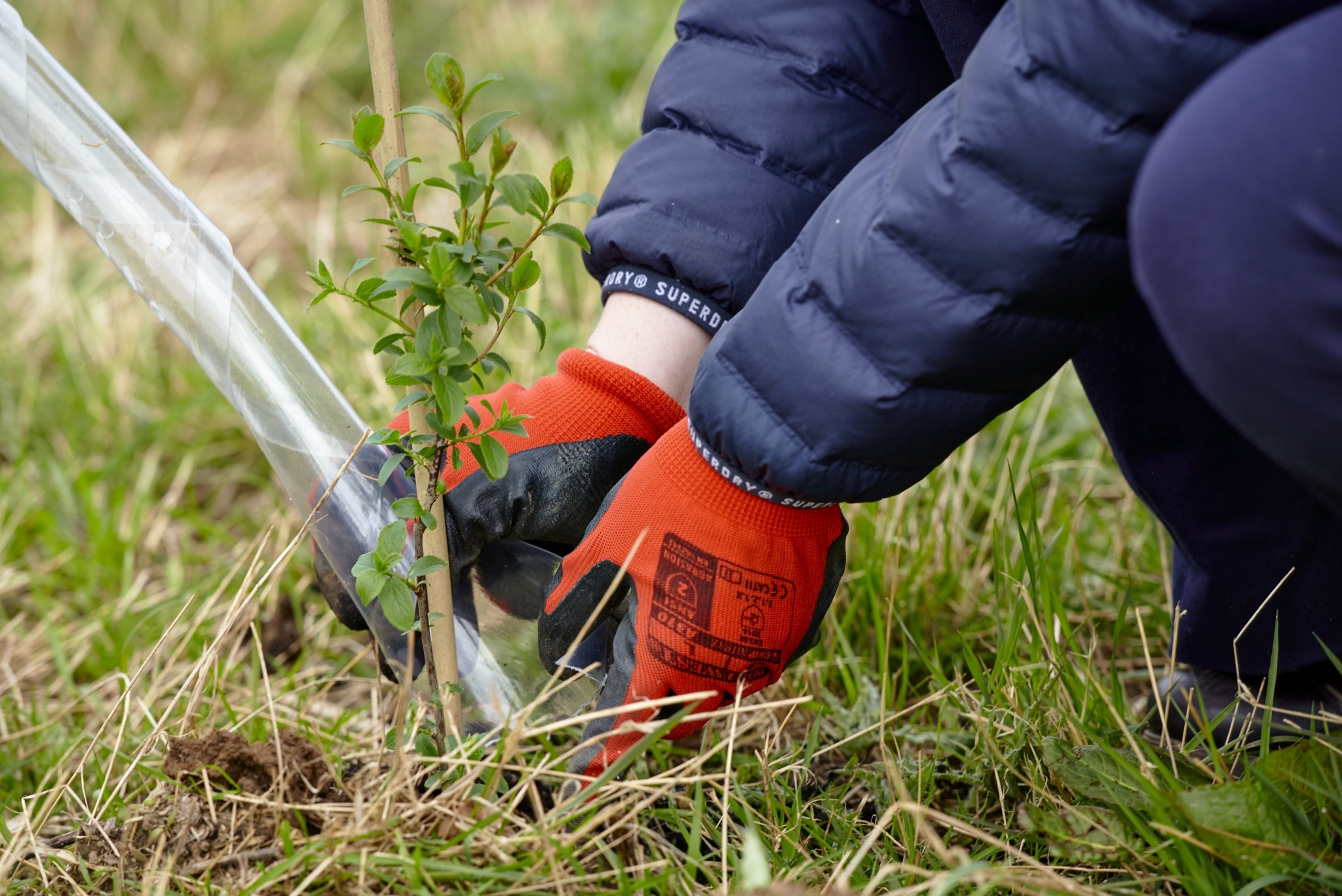 Big Dig: 105 trees for 105 student startups