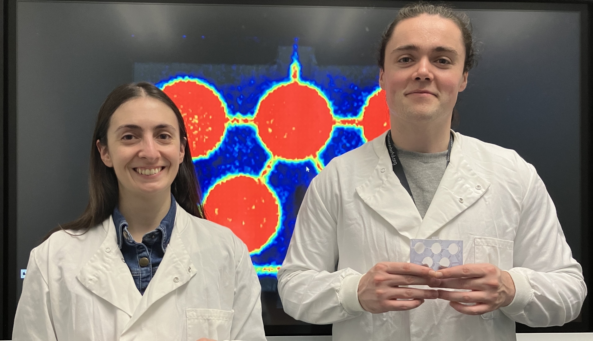 New device could replace animals used in drug and chemical safety testing
