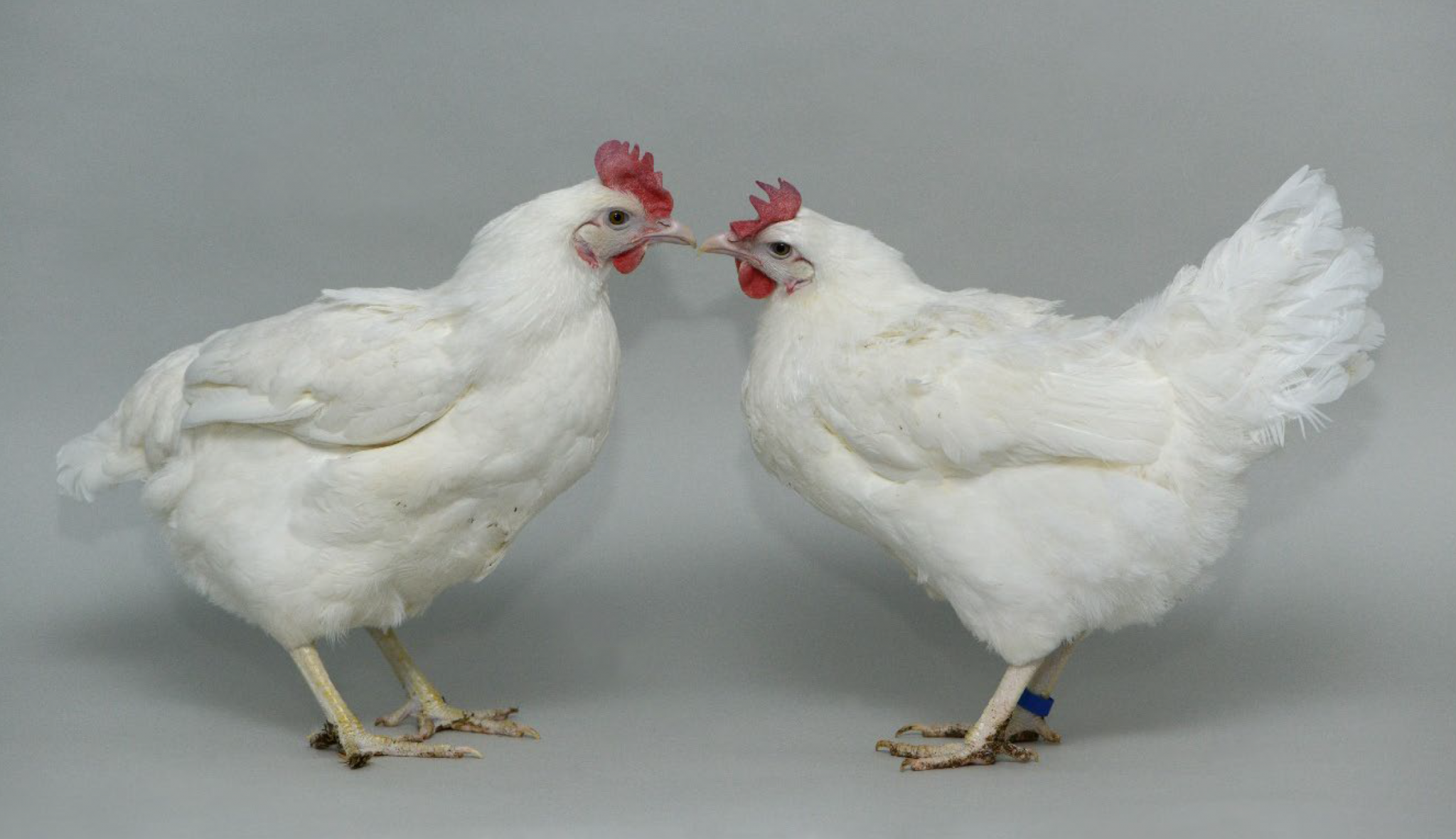 L-R wild-type 717 (WT) hen and homozygous ANP32AN129I-D130N GE hen