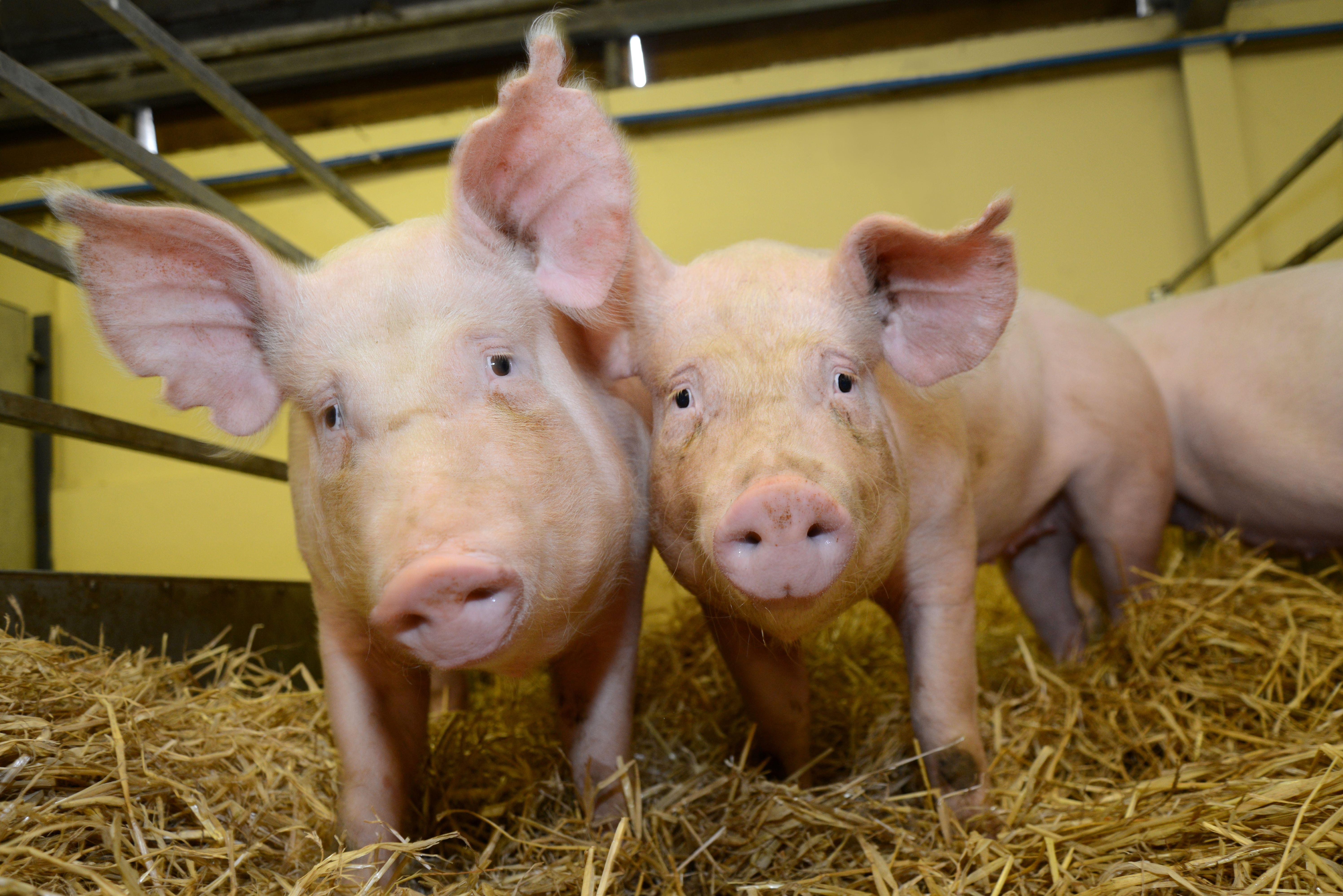Gene-edited pigs approved for US market