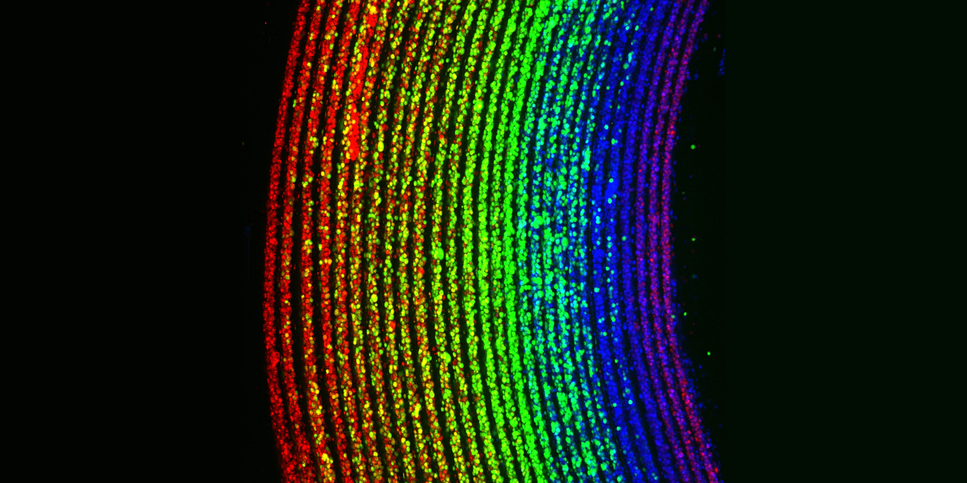 Tubular tissue advance could pave way for lab-grown blood vessels