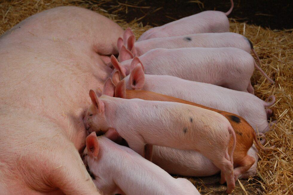 Agreement targets disease-resistant gene-edited pigs