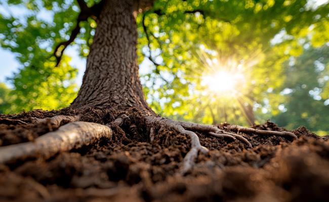 Biodiversity and Nature
