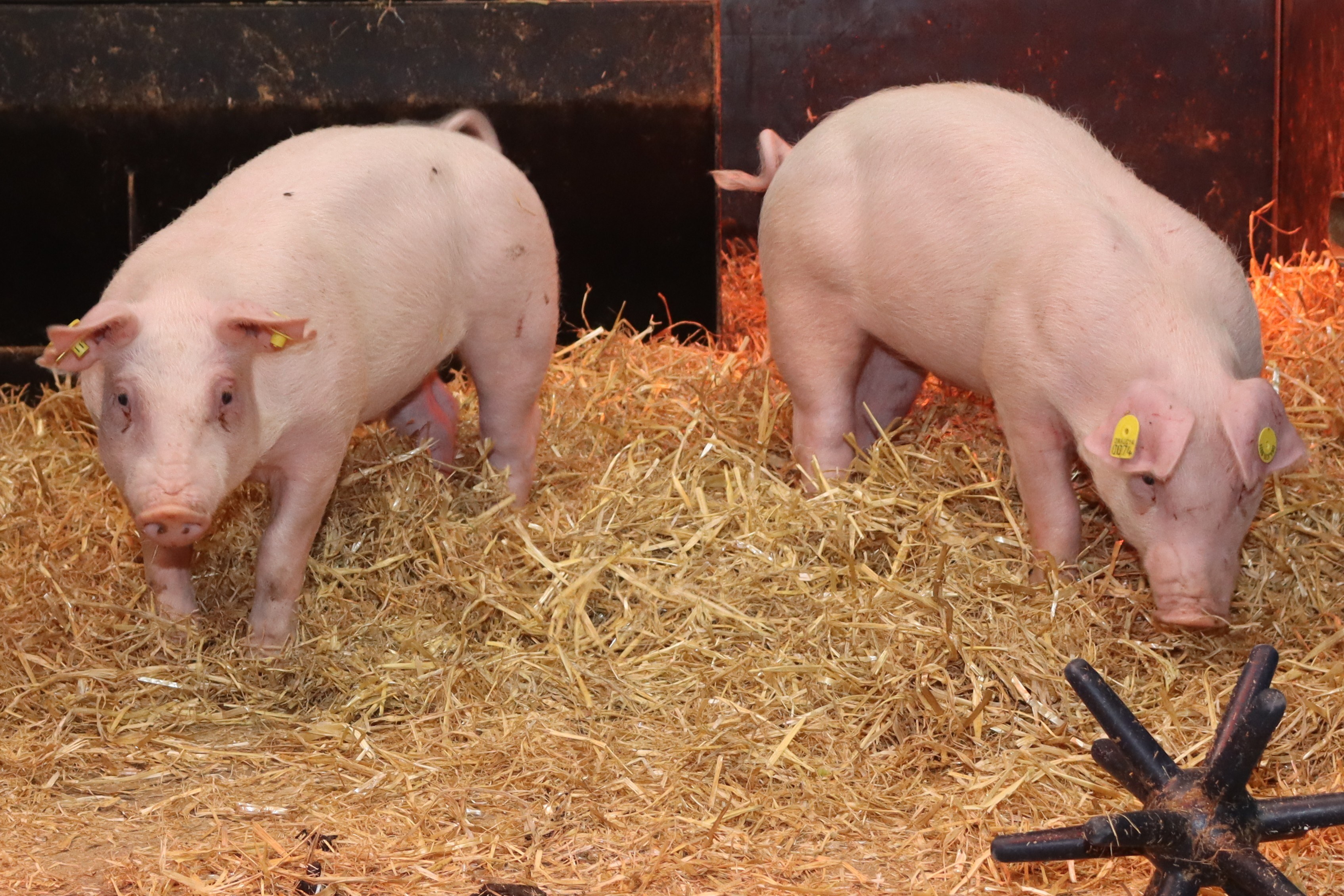 Gene-edited pigs resistant to deadly viral disease developed
